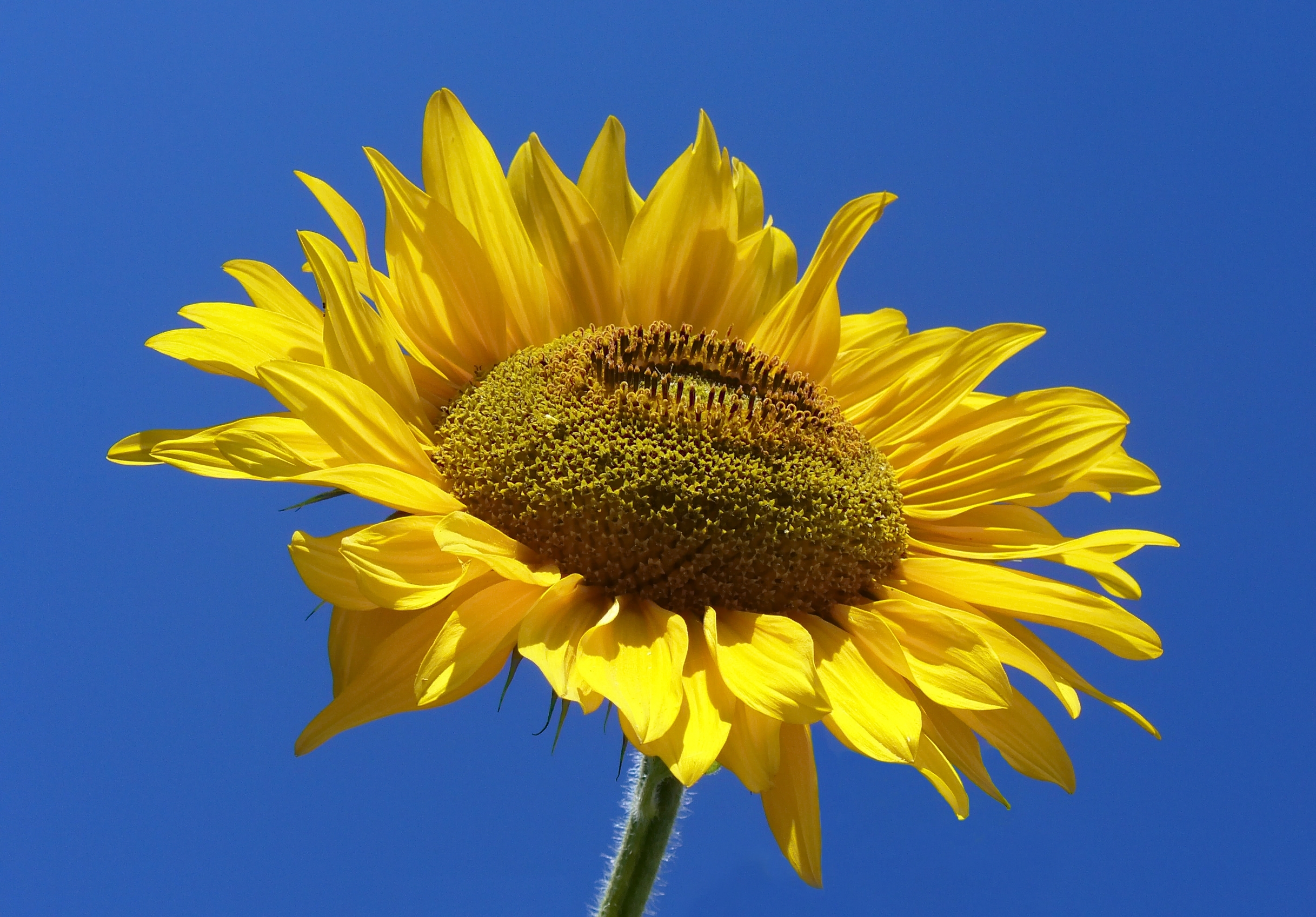 This is a picture of a Sunflower.